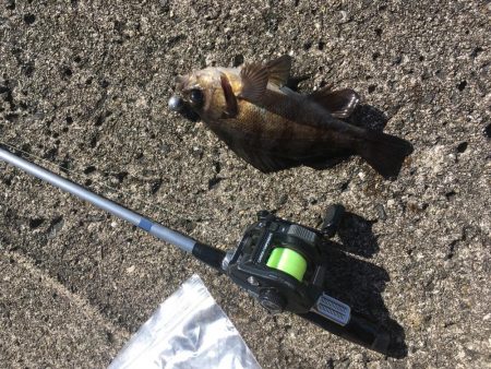 撒き餌しながら穴釣り